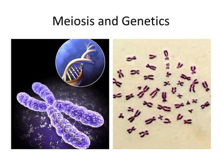 Meiosis and Genetics. Organization of genetic material Prokaryotes: DNA is circular, not associated with proteins Eukaryotes: DNA is linear, associated.