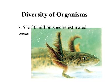 Diversity of Organisms 5 to 30 million species estimated Axolotl.