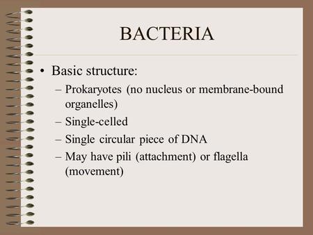BACTERIA Basic structure: –Prokaryotes (no nucleus or membrane-bound organelles) –Single-celled –Single circular piece of DNA –May have pili (attachment)