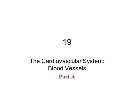 19 The Cardiovascular System: Blood Vessels Part A.
