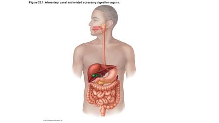 Figure 23.1 Alimentary canal and related accessory digestive organs.
