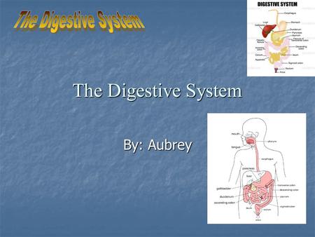 The Digestive System The Digestive System By: Aubrey.