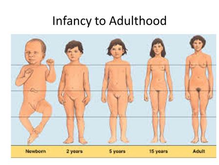 Infancy to Adulthood.