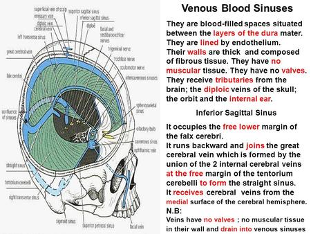 Inferior Sagittal Sinus