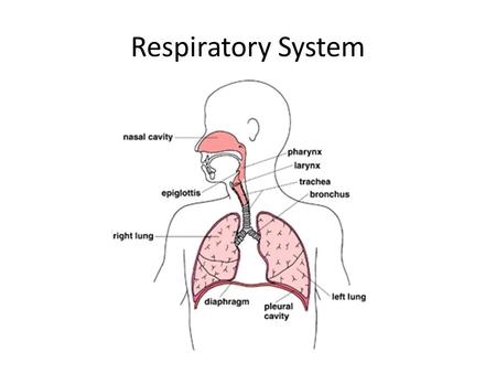 Respiratory System. Respiratory System Note guide page 556 – 559 Out with the bad air, in with the good Why do you need oxygen? To obtain energy from.