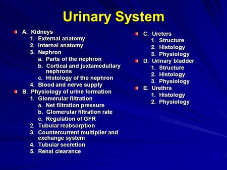 Urinary System A. Kidneys C. Ureters 1. External anatomy 1. Structure