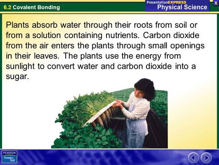 Plants absorb water through their roots from soil or from a solution containing nutrients. Carbon dioxide from the air enters the plants through small.