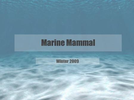 Marine Mammal Winter 2009. About the Training Newer and relatively unheard of training Only about six cadets accepted each year Entrance essay required.