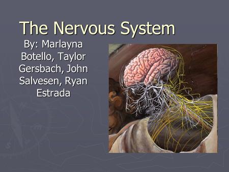 The Nervous System By: Marlayna Botello, Taylor Gersbach, John Salvesen, Ryan Estrada.