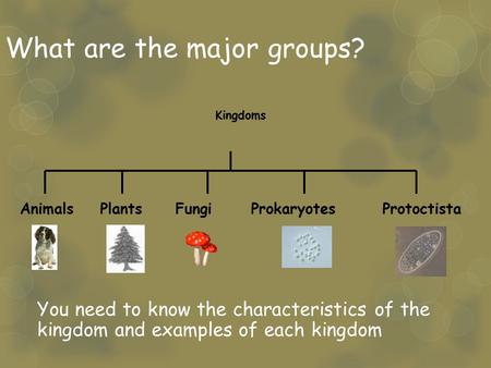 What are the major groups? Kingdoms Animals Plants Fungi Prokaryotes Protoctista You need to know the characteristics of the kingdom and examples of each.