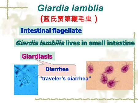 ( 蓝氏贾第鞭毛虫 ） Giardia lamblia ( 蓝氏贾第鞭毛虫 ） Intestinal flagellate Giardia lambilia lives in small intestine Giardiasis Diarrhea “traveler’s diarrhea”