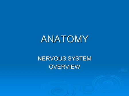 ANATOMY NERVOUS SYSTEM OVERVIEW. Nervous System  The nervous system of the human is the most highly organized system of the body.  The overall function.