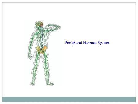 Two types of cells in the peripheral nervous system * SENSORY NERVOUS CELLS *MOTOR NERVOUS CELLS.