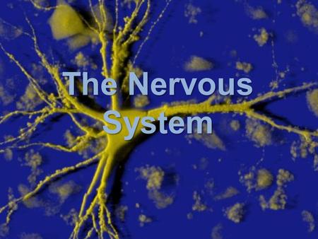 The Nervous System. ORGANIZATION Functions of the Nervous System SENSORY FUNCTION Gathers information from internal and external environs and transmits.