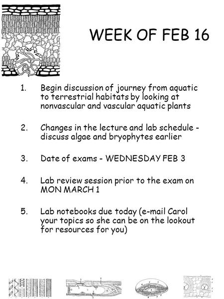 WEEK OF FEB 16 1.Begin discussion of journey from aquatic to terrestrial habitats by looking at nonvascular and vascular aquatic plants 2.Changes in the.