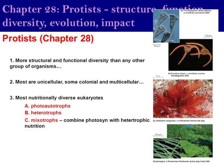 Chapter 28: Protists - structure, function, diversity, evolution, impact Protists (Chapter 28) 1. More structural and functional diversity than any other.