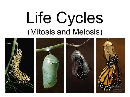 Life Cycles (Mitosis and Meiosis). Mitosis Cell replication The segregation of identical chromosomes into 2 new cells, each containing exact copies of.
