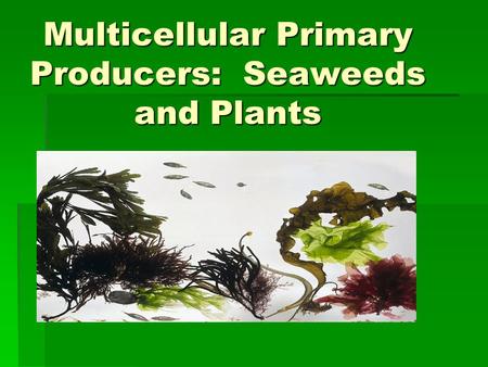 Multicellular Primary Producers: Seaweeds and Plants