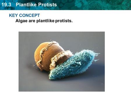 KEY CONCEPT  Algae are plantlike protists.