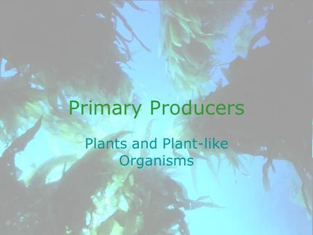 Primary Producers Plants and Plant-like Organisms.