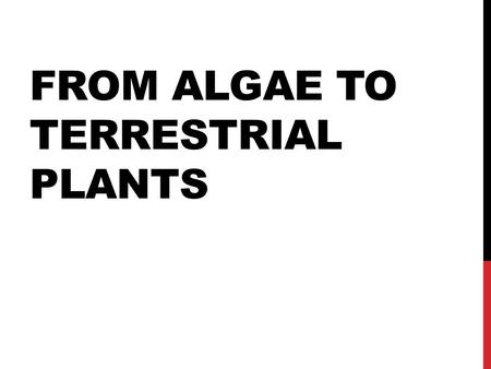 FROM ALGAE TO TERRESTRIAL PLANTS. ALGAE Kingdom Protista (some argue Kingdom Plantae) Photosynthetic Unicellular or Multicellular - Unicellular = Diatoms,