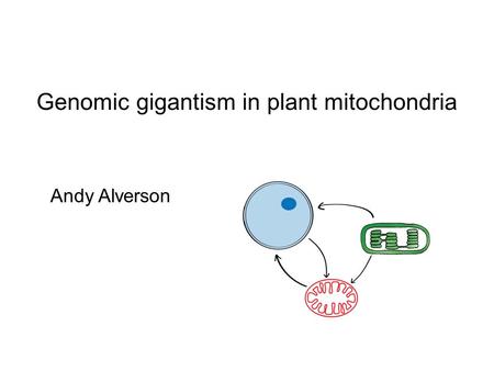 Genomic gigantism in plant mitochondria Andy Alverson.