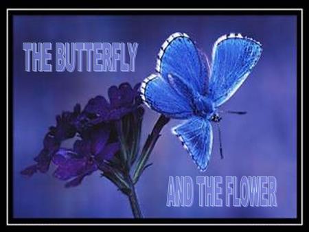 Once there was a man who asked God for a flower........and a butterfly.