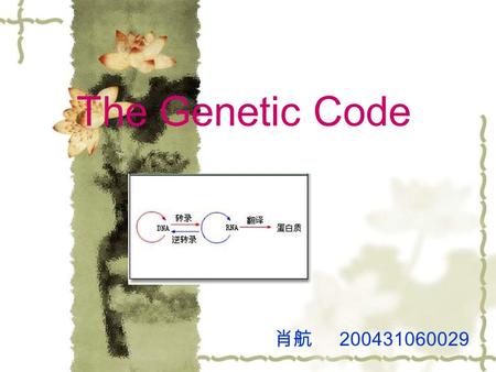 The Genetic Code 肖航 200431060029.
