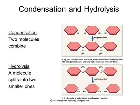 Condensation and Hydrolysis Condensation Two molecules combine Hydrolysis A molecule splits into two smaller ones.