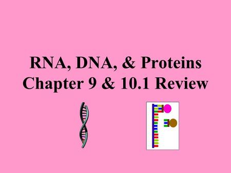 RNA, DNA, & Proteins Chapter 9 & 10.1 Review