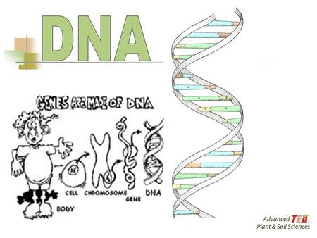 DNA DNA. DNA is often called the blueprint of life. In simple terms, DNA contains the instructions for making proteins within the cell.