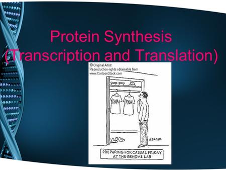 Protein Synthesis (Transcription and Translation).