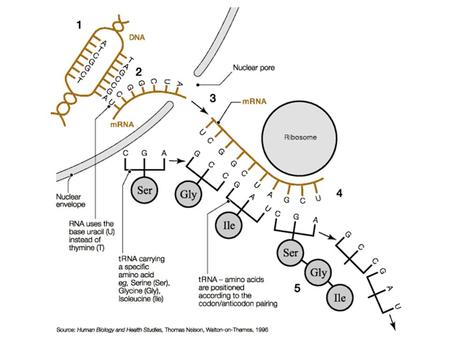 17.4 – Protein Synthesis and Gene Expression gene expression – the transfer of genetic information from DNA to protein As described.