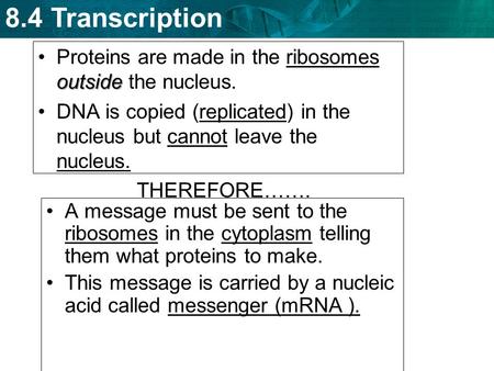Proteins are made in the ribosomes outside the nucleus.