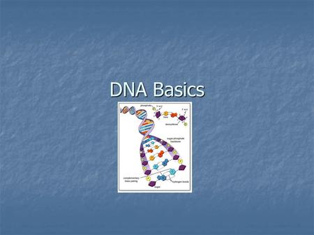 DNA Basics. The Structure of DNA A VERY long polymer of repeating units called nucleotides A VERY long polymer of repeating units called nucleotides Double-stranded.