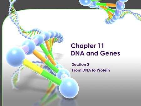 Chapter 11 DNA and Genes. Proteins Form structures and control chemical reactions in cells. Polymers of amino acids. Coded for by specific sequences of.