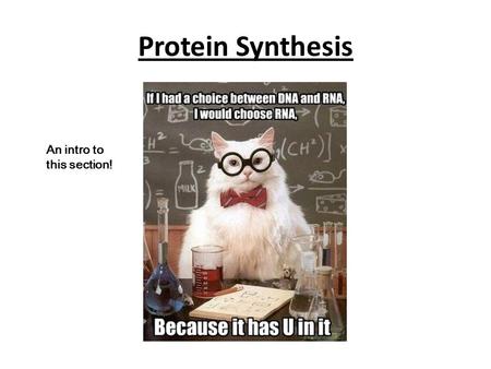 Protein Synthesis An intro to this section!. Transcription Making RNA from DNA 296-297; 300-303.