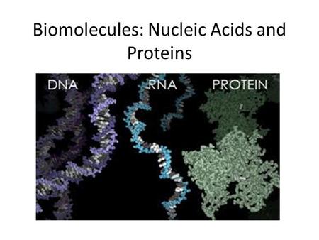 Biomolecules: Nucleic Acids and Proteins