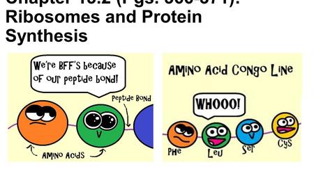Chapter 13.2 (Pgs ): Ribosomes and Protein Synthesis