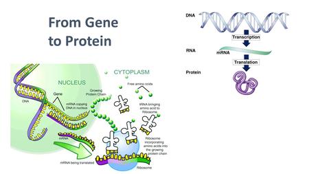From Gene to Protein.