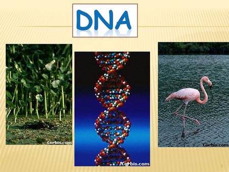 1. Central Dogma DNA RNA PROTEIN  DNA is made of nucleotides of  Deoxyribose (sugar)  PO 4 (phosphate group)  Nitrogen bases  1. adenine—A  2.