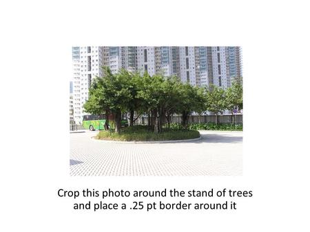 Crop this photo around the stand of trees and place a.25 pt border around it.