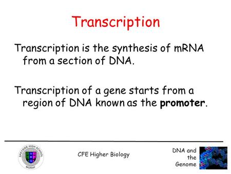 Transcription Transcription is the synthesis of mRNA from a section of DNA. Transcription of a gene starts from a region of DNA known as the promoter.