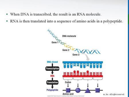 Copyright © John Wiley & Sons, Inc. All rights reserved.  When DNA is transcribed, the result is an RNA molecule.  RNA is then translated into a sequence.