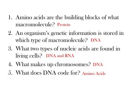 Amino acids are the building blocks of what macromolecule?