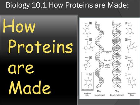 Biology 10.1 How Proteins are Made: