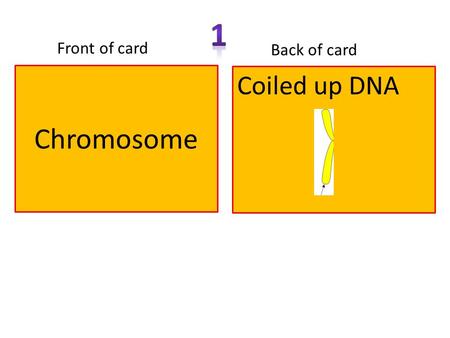 Chromosome Front of card Back of card Coiled up DNA.