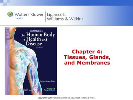 Chapter 4: Tissues, Glands, and Membranes