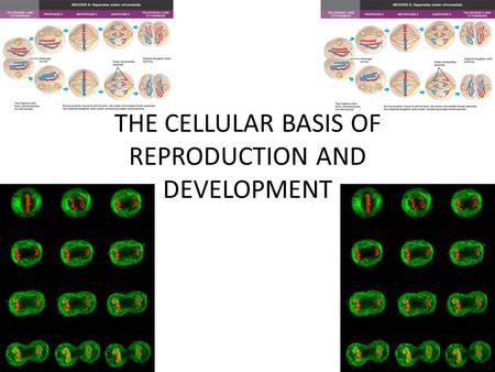 THE CELLULAR BASIS OF REPRODUCTION AND DEVELOPMENT.