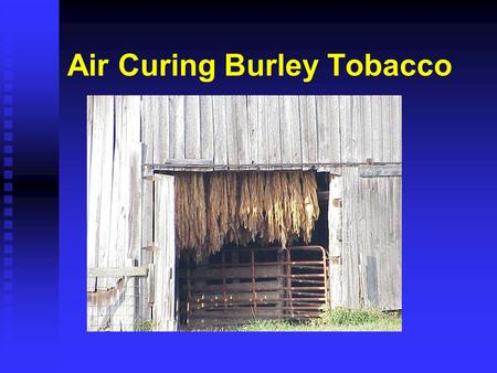 Air Curing Burley Tobacco